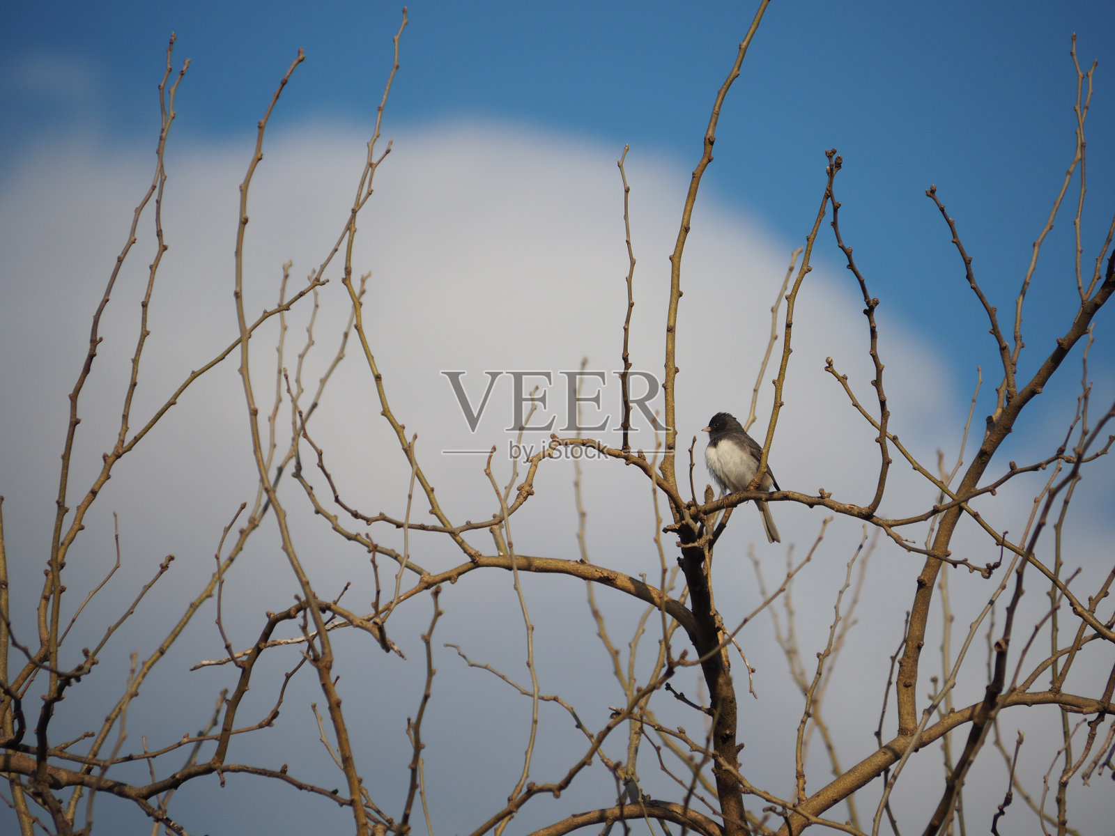 黑眼睛的Junco在树上照片摄影图片