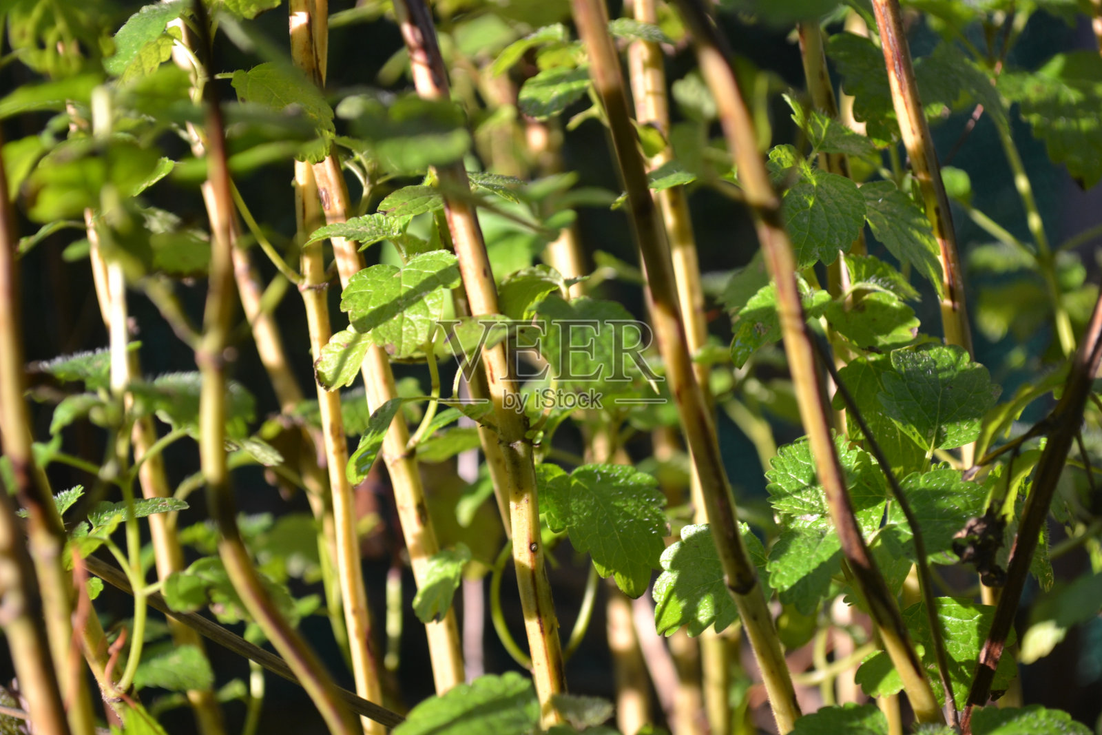 十二月明亮阳光下的绿薄荷叶特写俯视图。照片摄影图片
