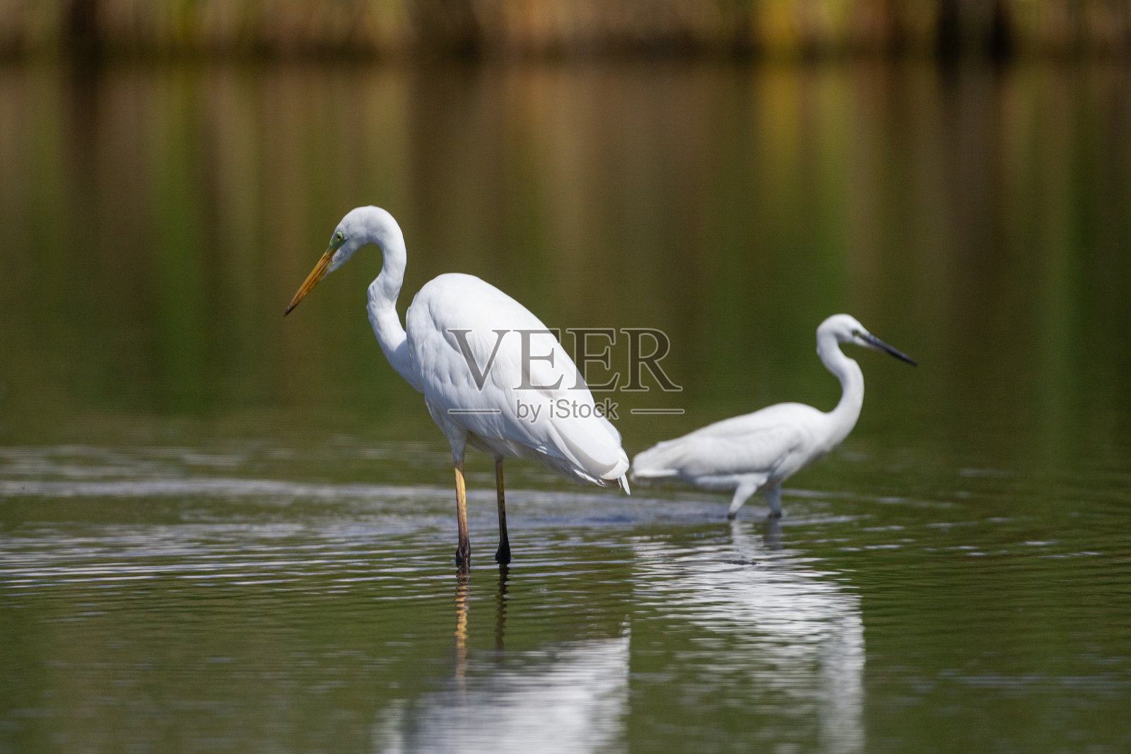 大白鹭照片摄影图片