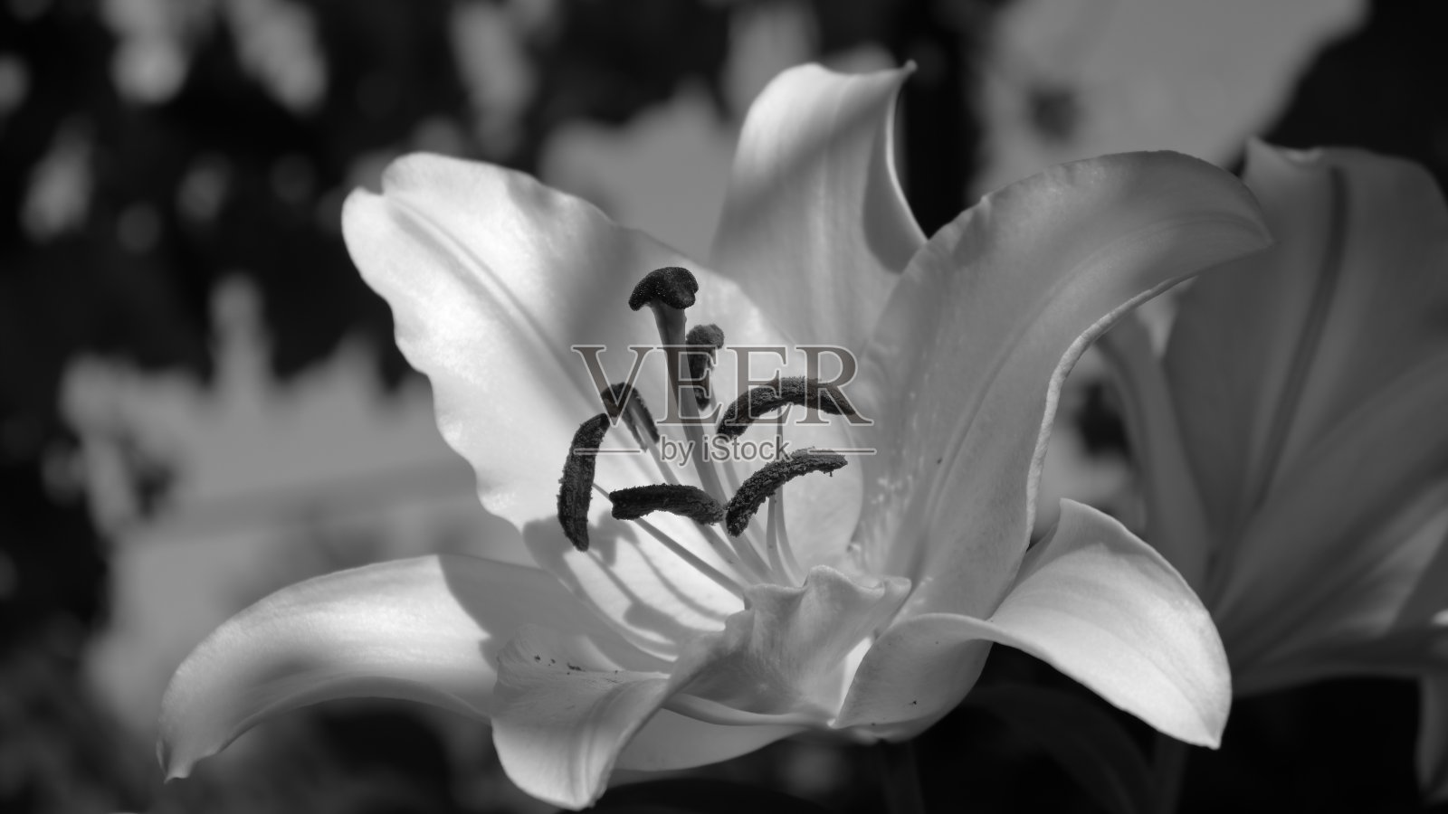 单色微距拍摄的百合花照片摄影图片