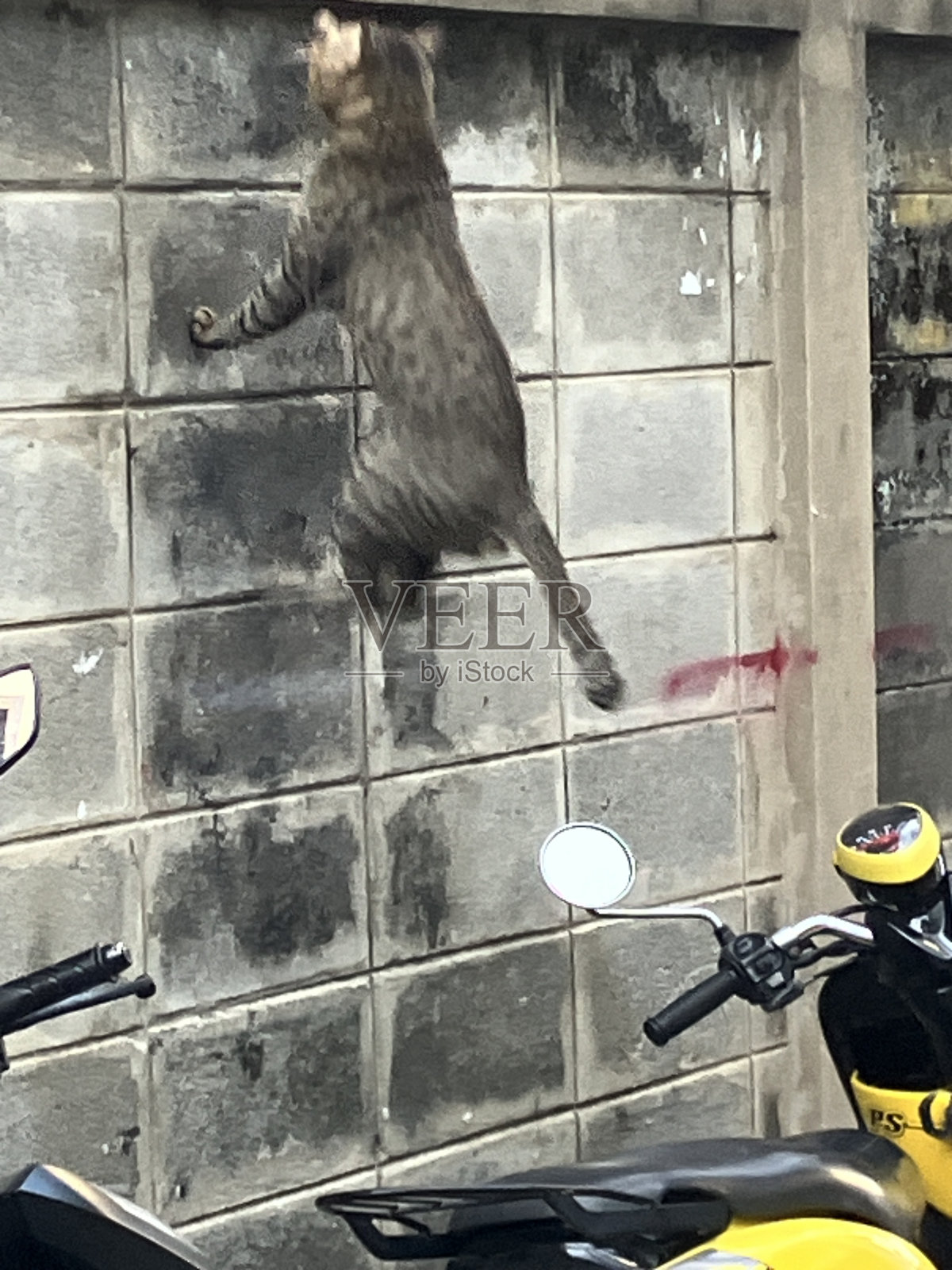 猫跳照片摄影图片