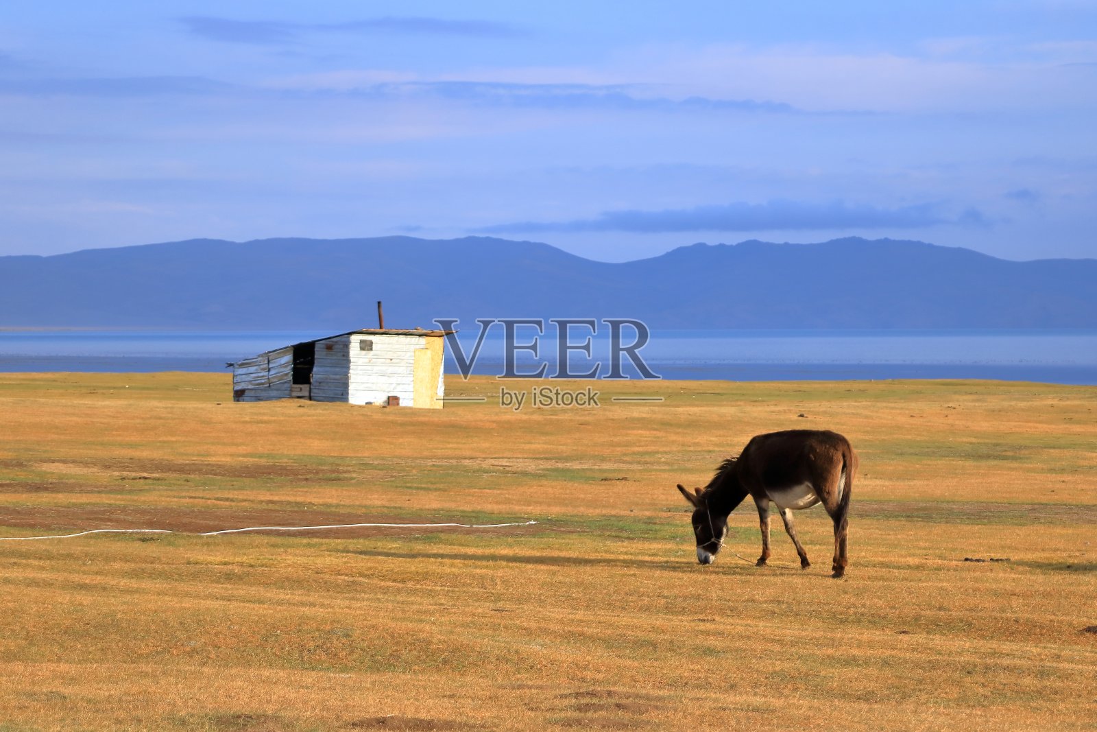 中亚吉尔吉斯斯坦宋科尔湖附近的驴照片摄影图片