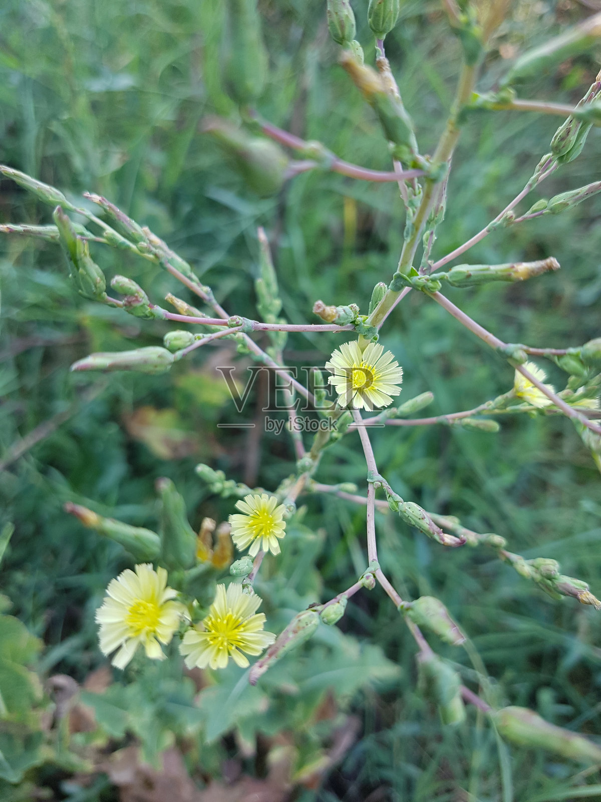 黄色的野花照片摄影图片