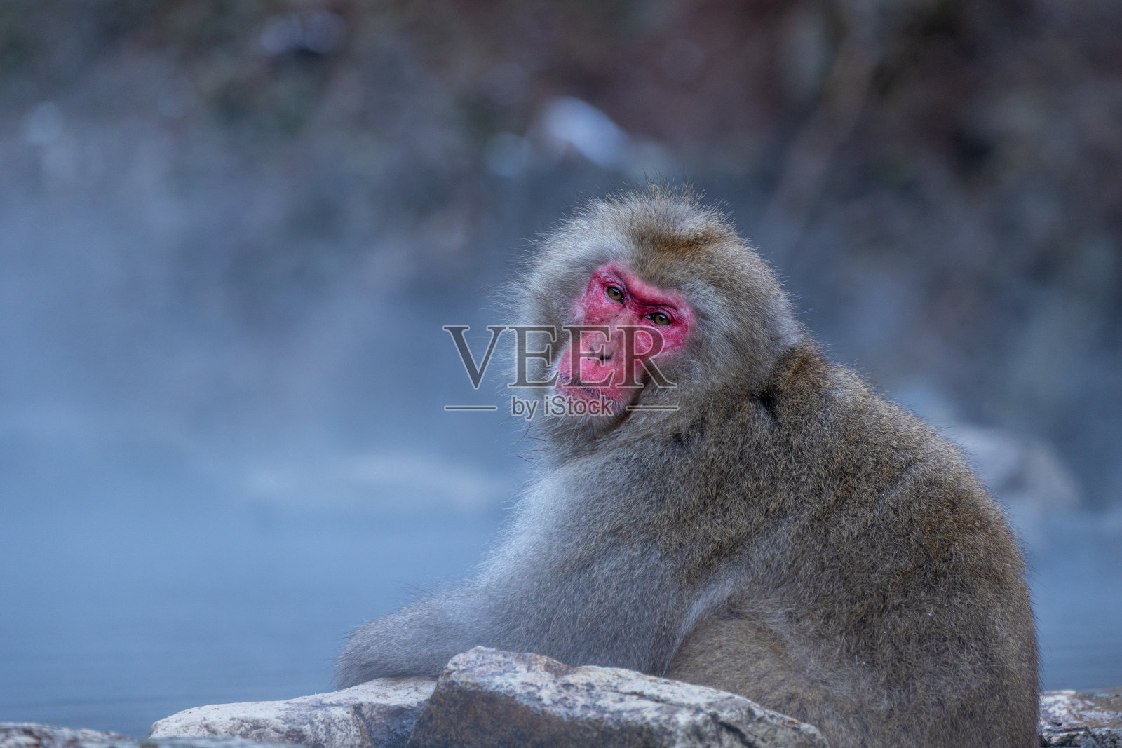 蒸汽般的宁静:地狱谷雪猴沉浸在大自然温暖的怀抱中照片摄影图片