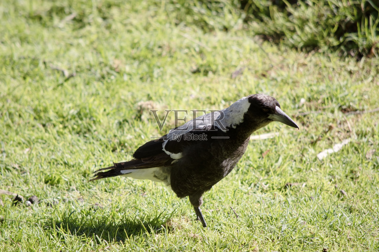 这是一只喜鹊的侧视图照片摄影图片