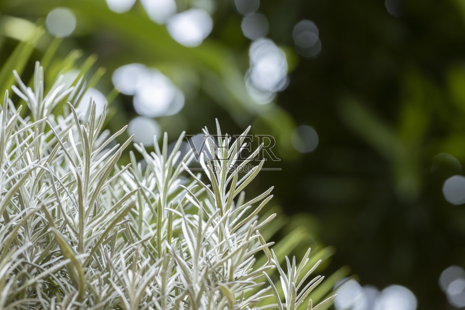 新鲜迷迭香生长在室外。迷迭香叶子特写。照片摄影图片