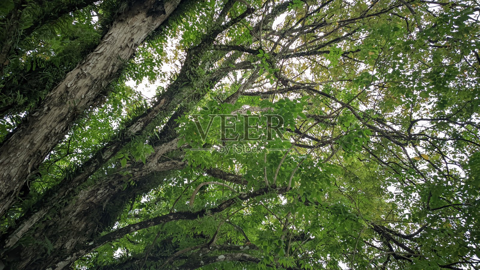 大树,有厚厚的叶子和许多树枝,还有一个大树干照片摄影图片