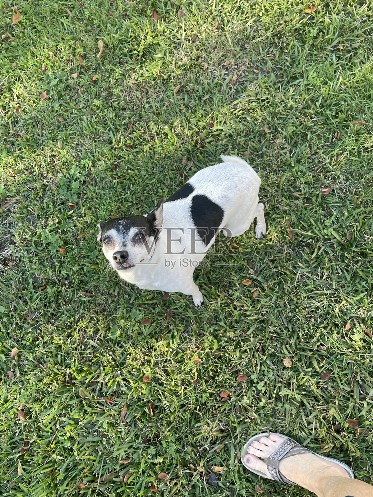 贝壳,花,狗,蘑菇,蚂蚁照片摄影图片