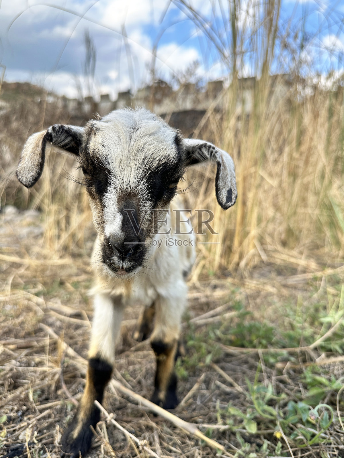 小山羊照片摄影图片