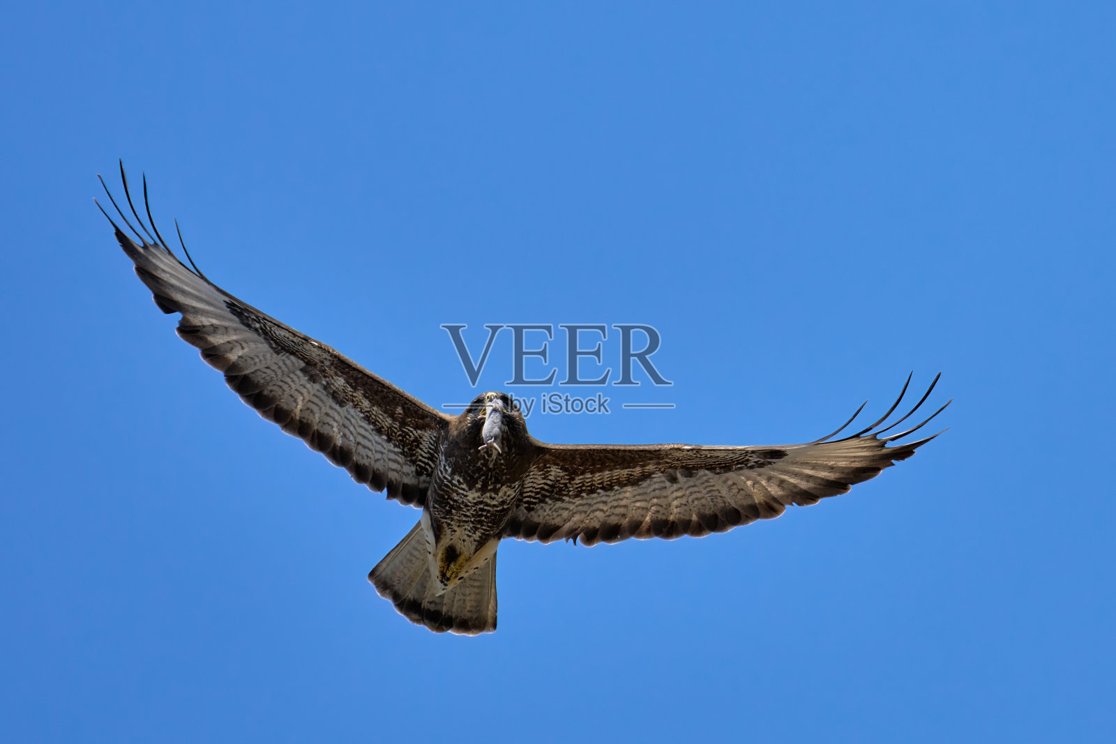 一只叼着老鼠飞行的秃鹰的正面照片照片摄影图片