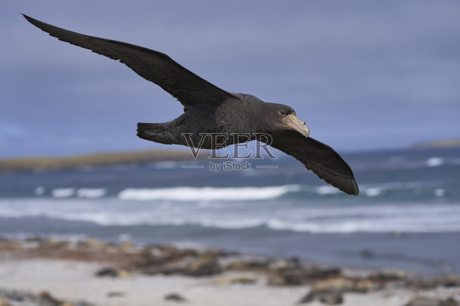 飞行中的南方巨海燕照片摄影图片