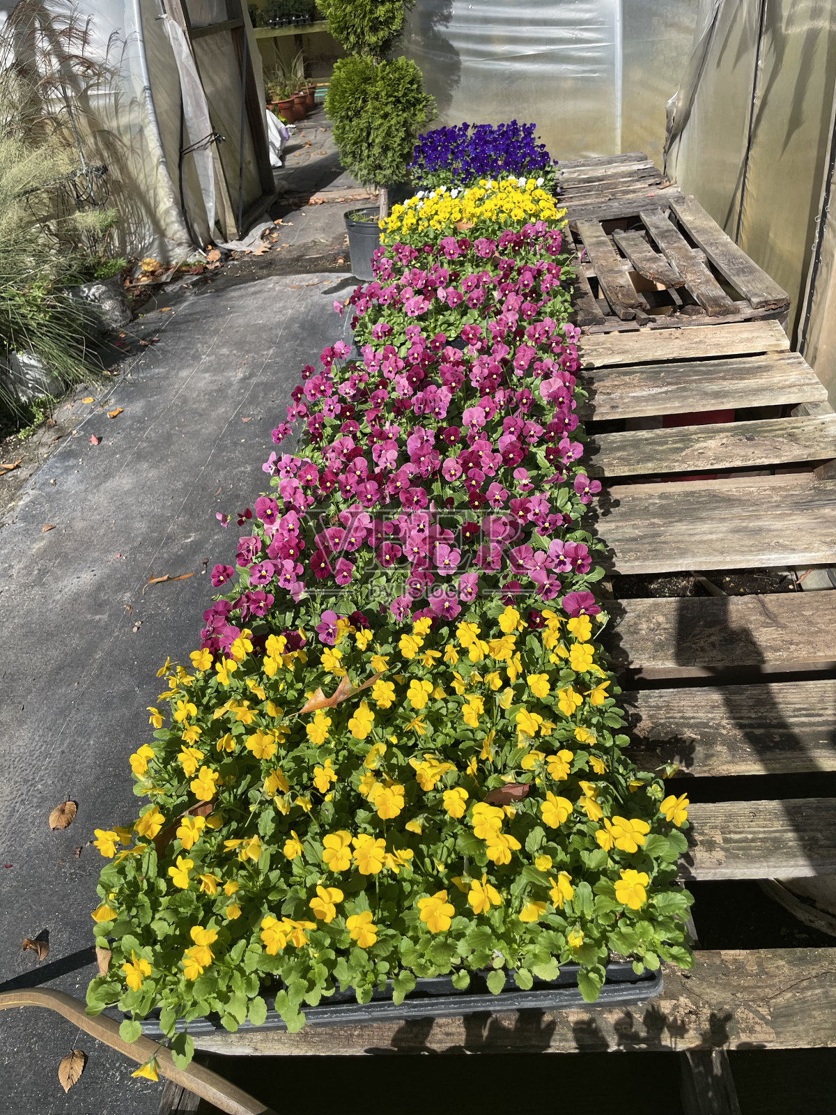 苗圃,花,叶,树,叶,南瓜照片摄影图片