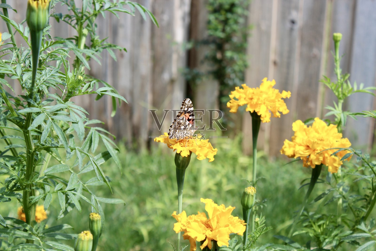 在金盏花上画蝴蝶夫人照片摄影图片