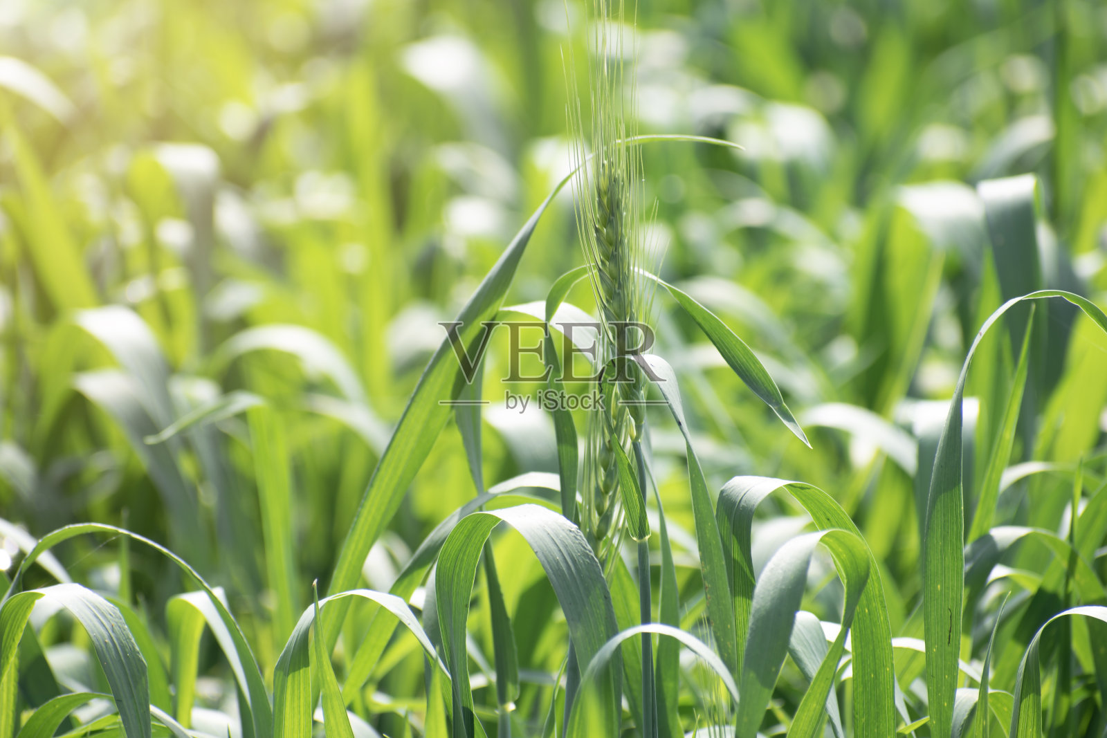 麦田。在阳光明媚的日子里种着玉米的农田,照片摄影图片