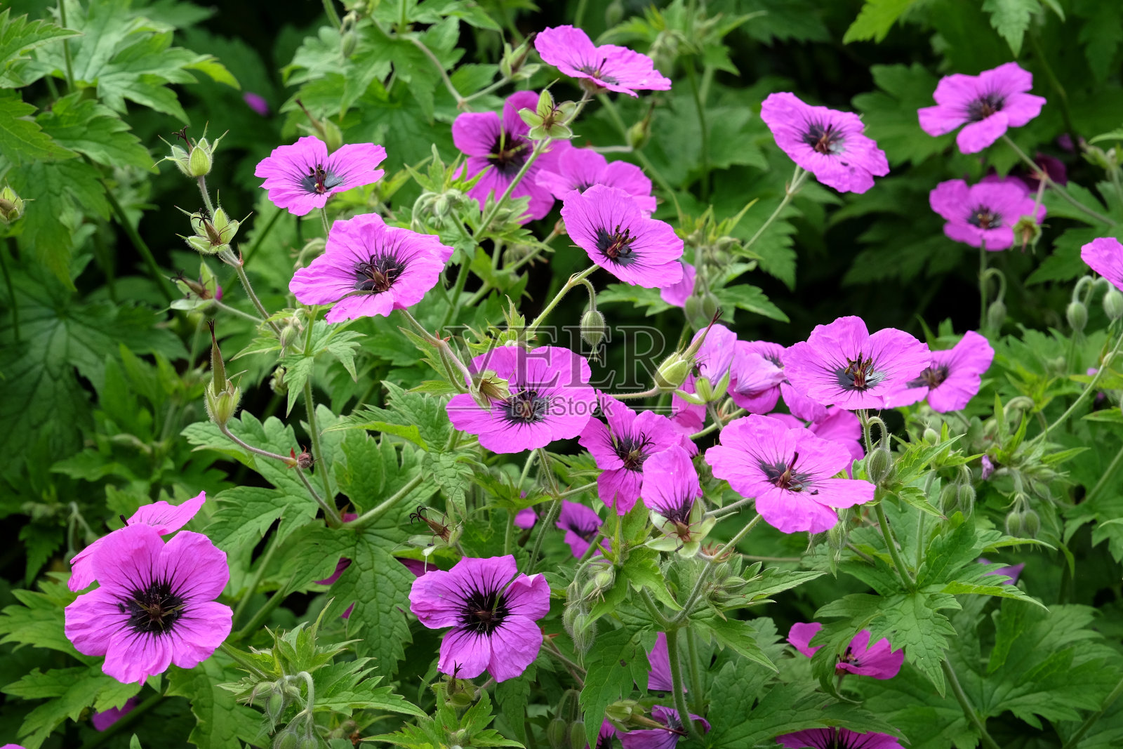 粉红色耐寒天竺葵鹤嘴'Giuseppii'花。照片摄影图片