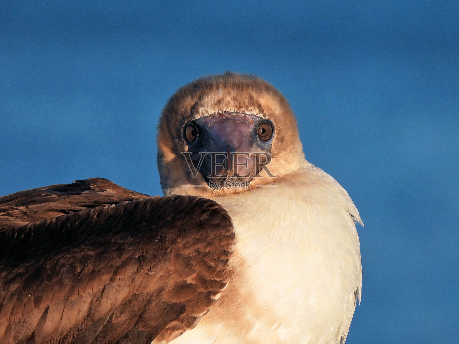 红脚鲣鸟特写照片摄影图片
