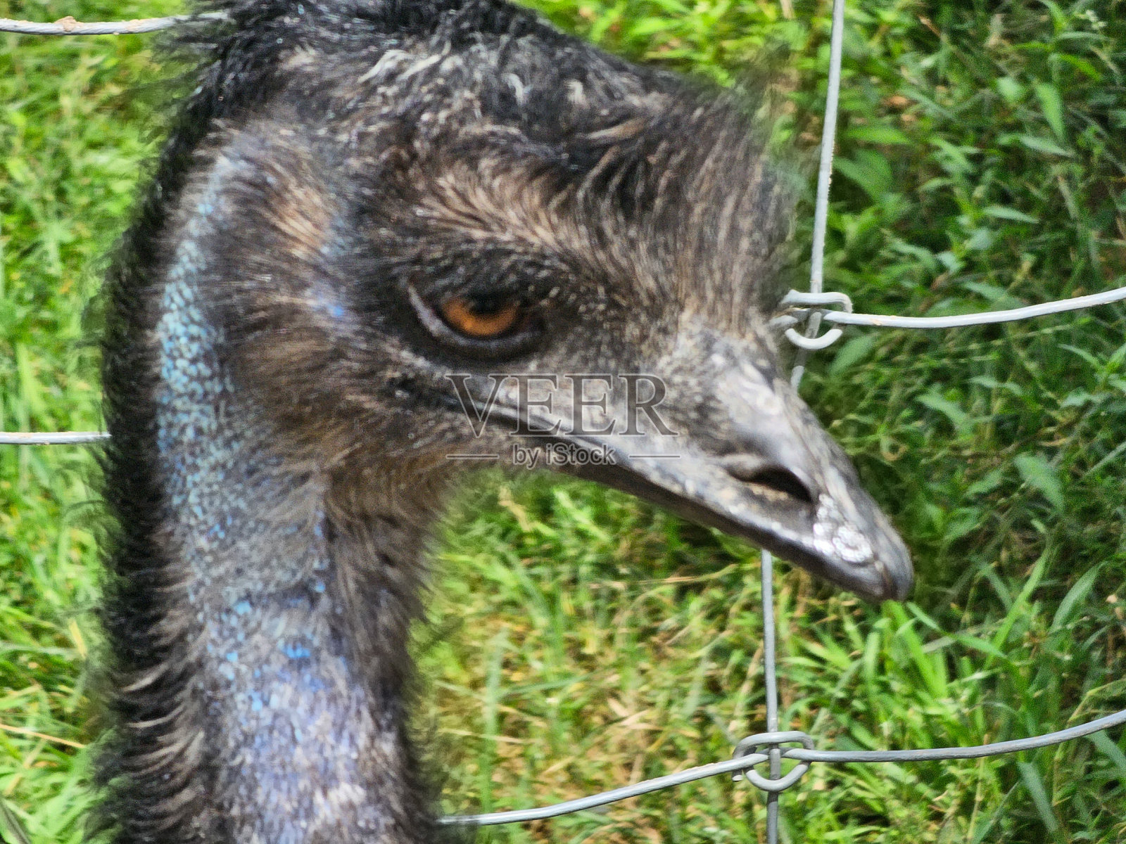 鸸鹋脸特写照片摄影图片