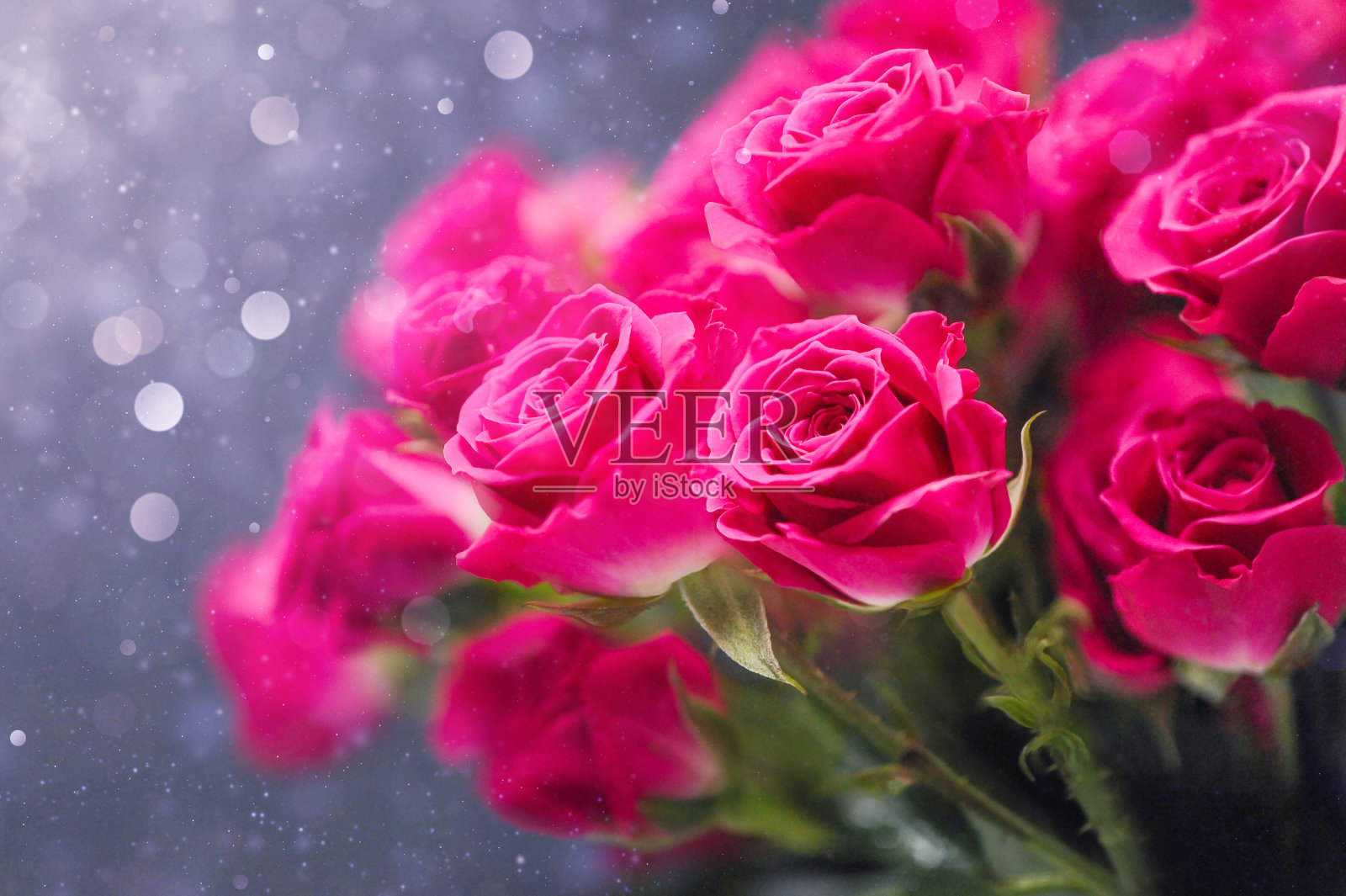 粉色的玫瑰照片摄影图片