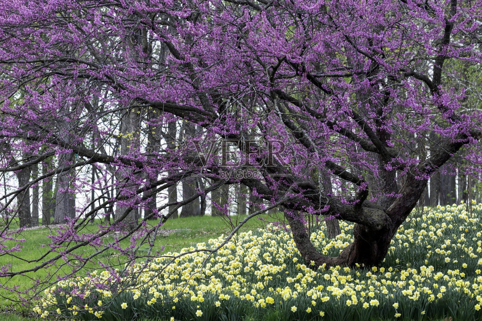 东紫荆照片摄影图片