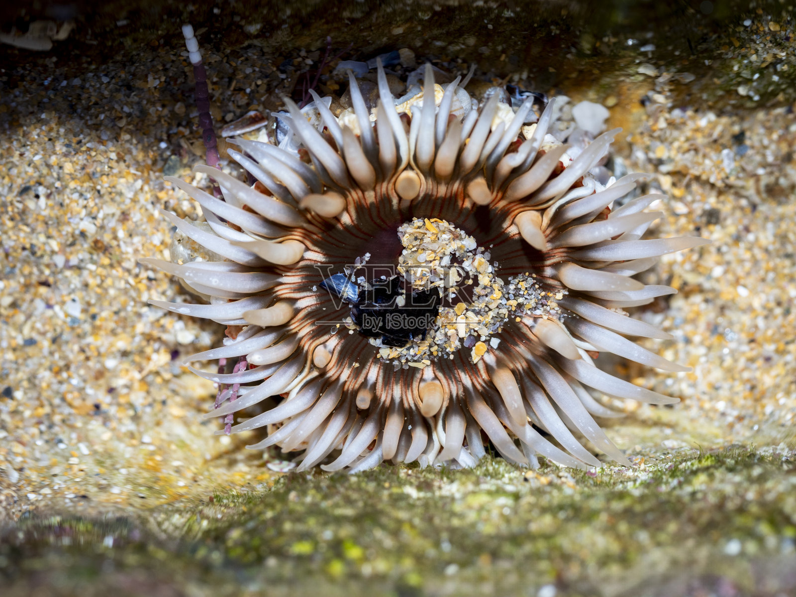 西班牙加利西亚海滩退潮时,大丽花海葵(Urticina felina)趴在岩石上照片摄影图片
