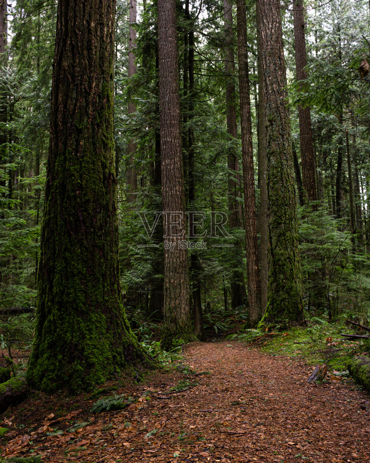 自然的冒险照片摄影图片