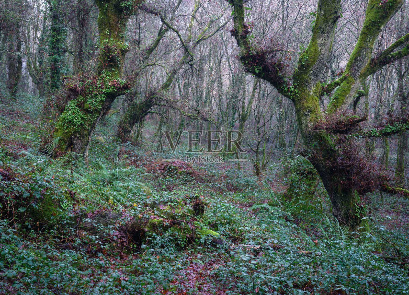 长满苔藓的古老栎树林照片摄影图片