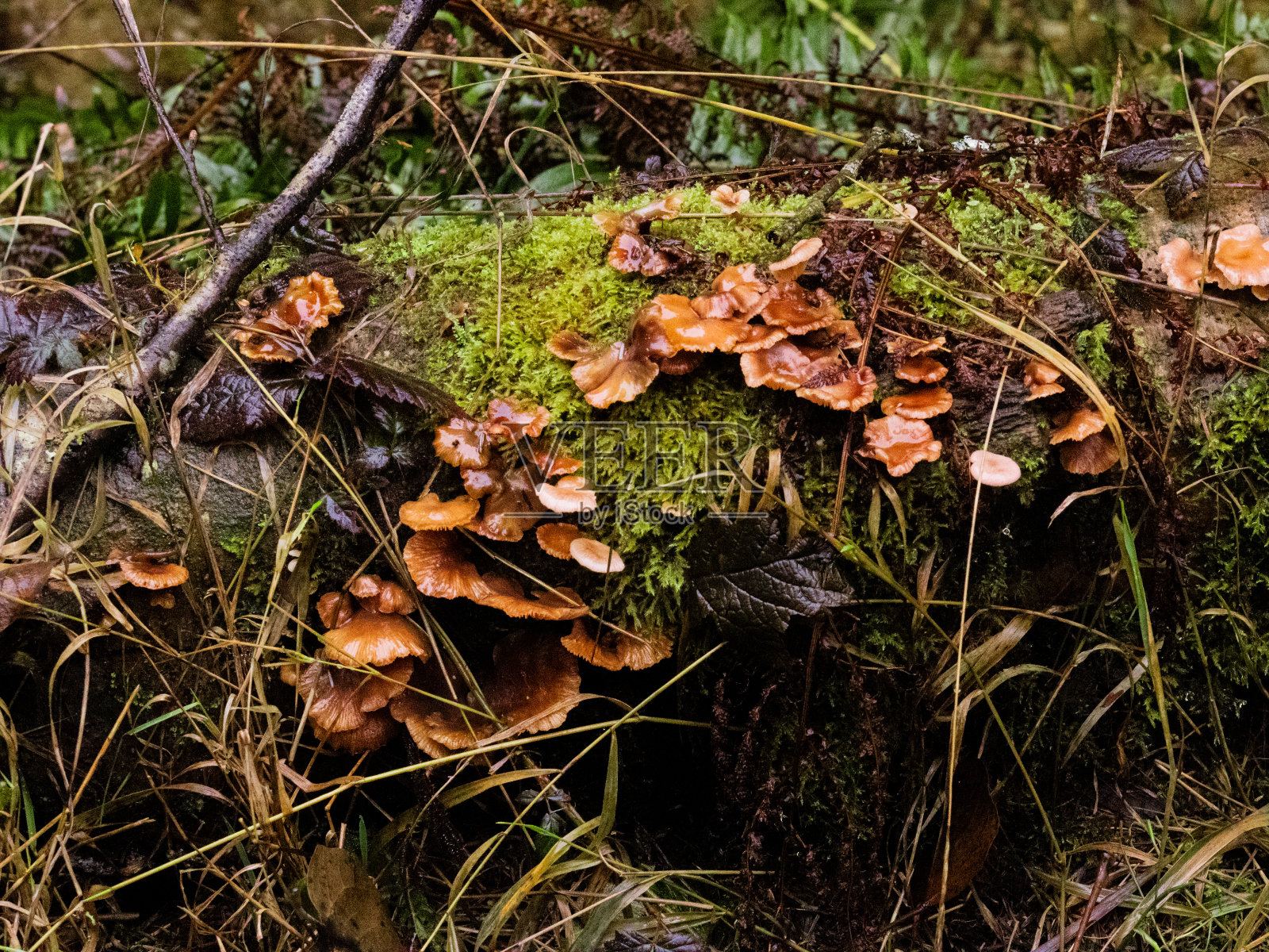 自然的冒险照片摄影图片