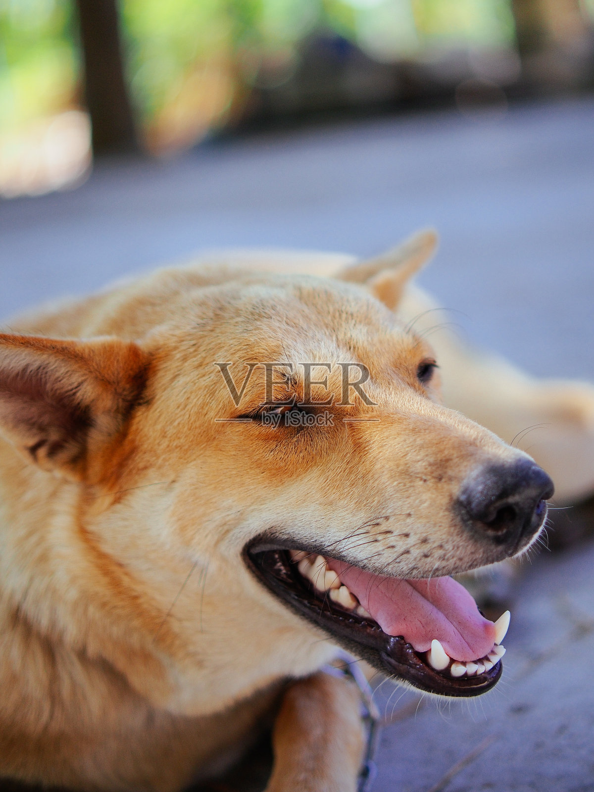 可怜的圈养狗照片摄影图片