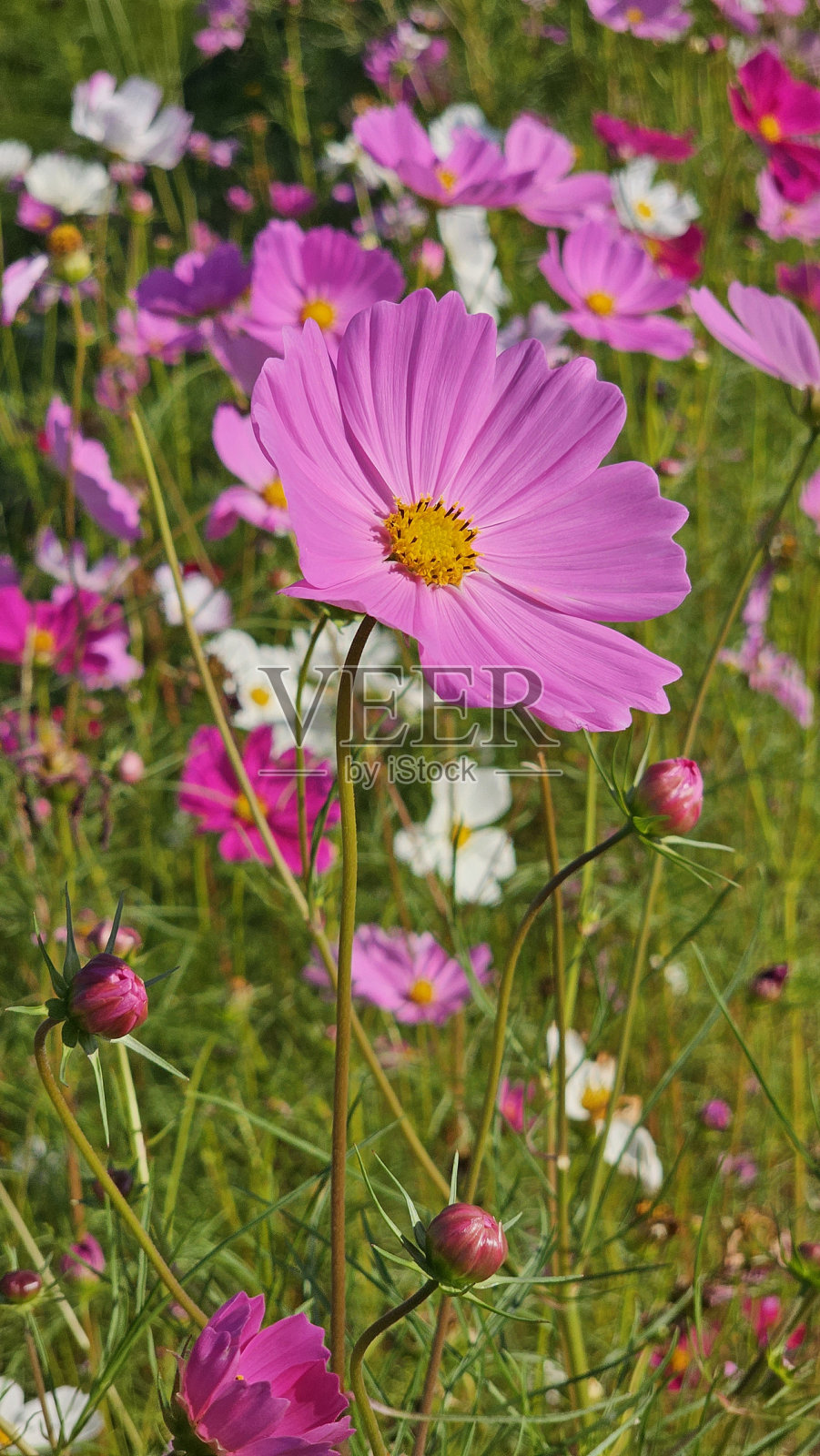 宇宙照片摄影图片