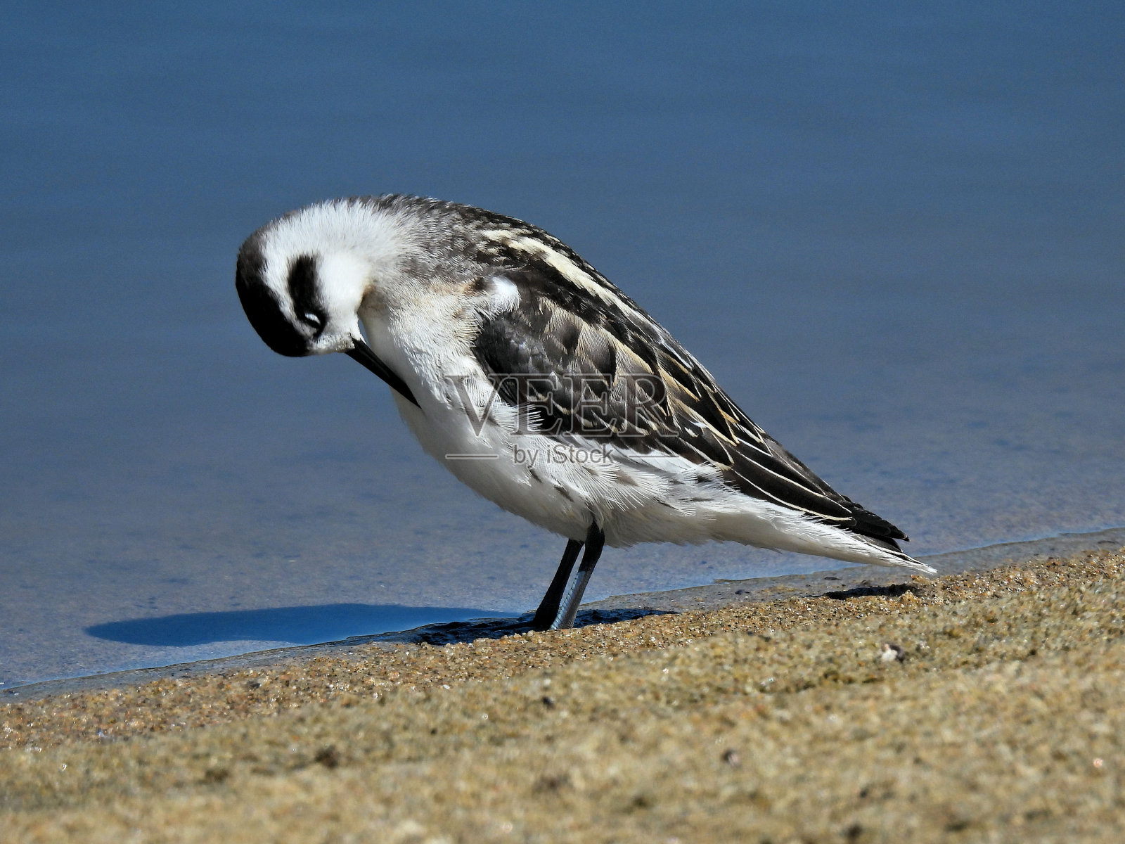 红颈蝴蝶结梳理照片摄影图片