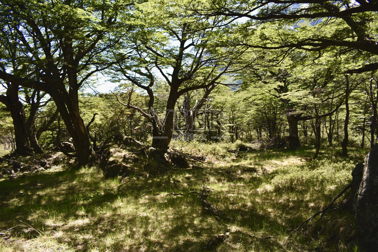 托雷斯德尔潘恩的森林照片摄影图片