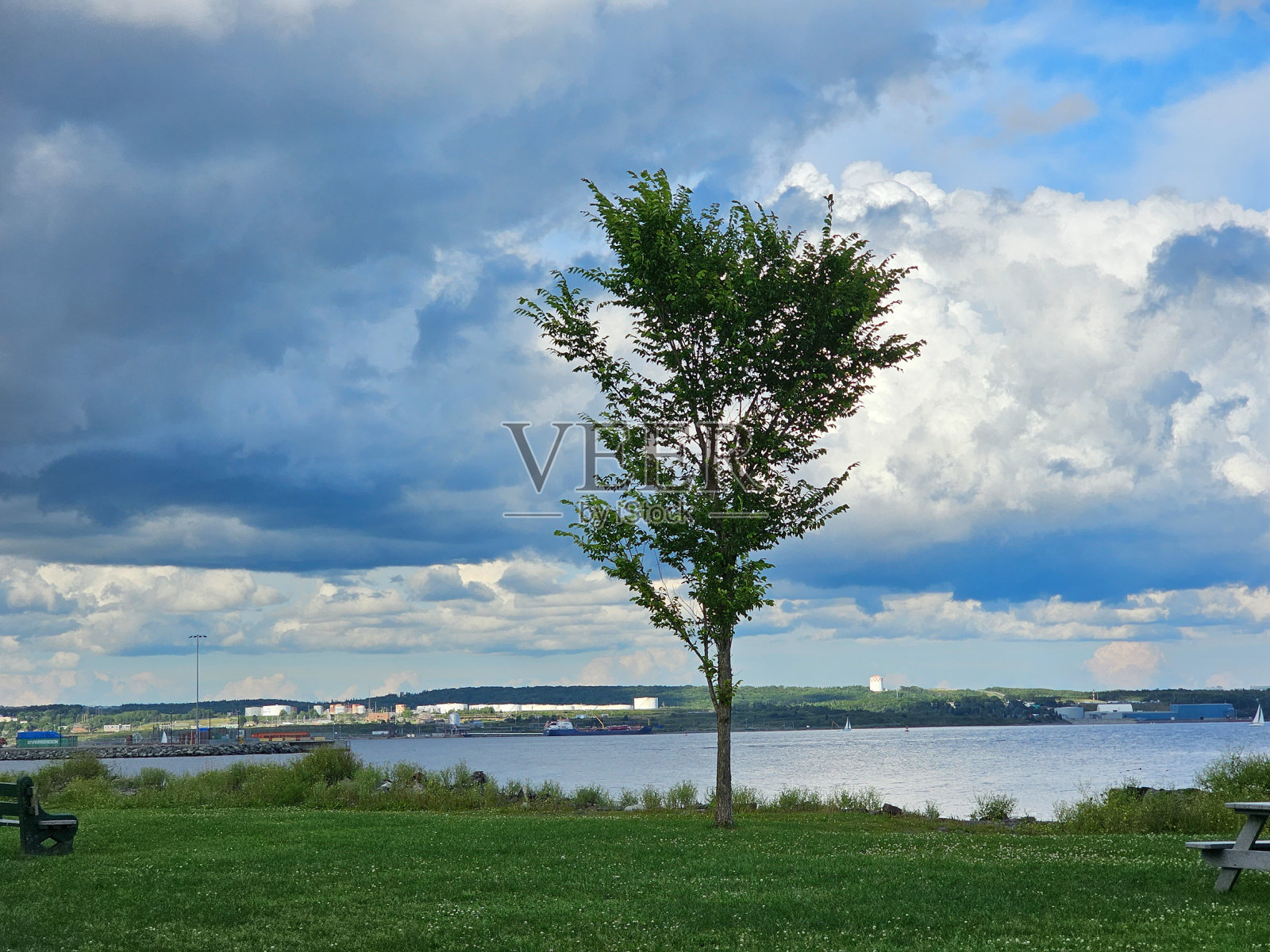 云下孤树照片摄影图片