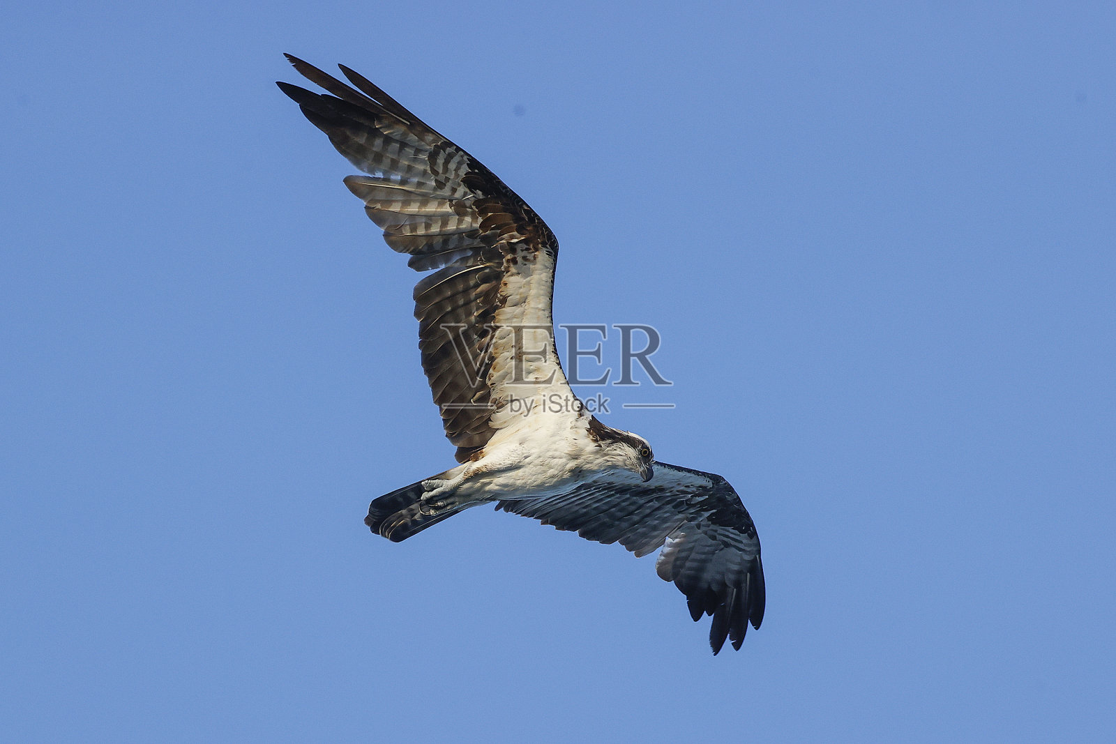 佛罗里达塞巴斯蒂安湾的鱼鹰照片摄影图片