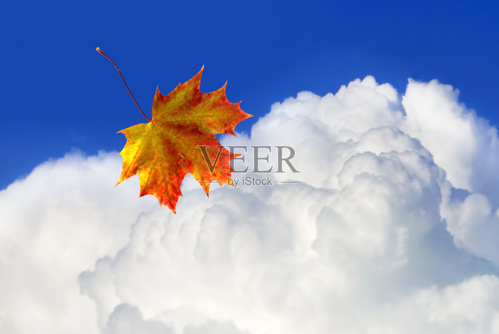 枫叶飘落,秋叶映衬着云雾缭绕的天空照片摄影图片