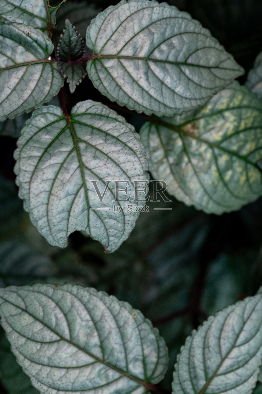 多色绿叶边界背景照片摄影图片