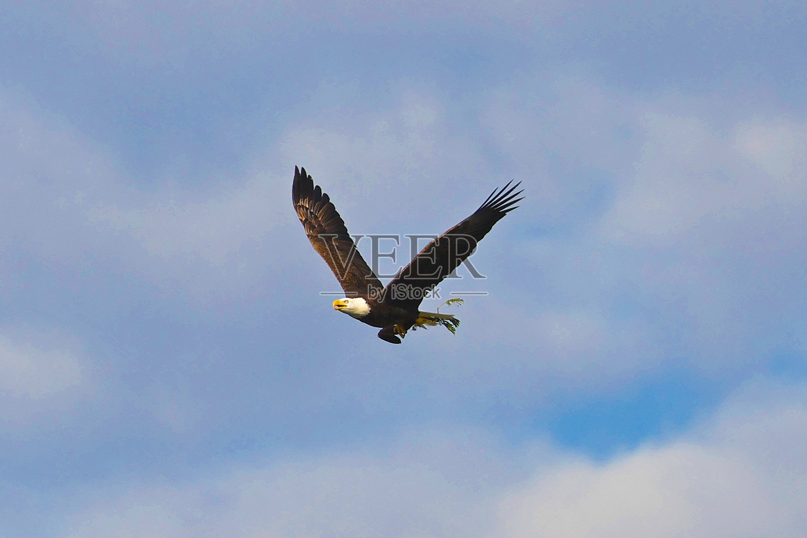美国秃鹰照片摄影图片