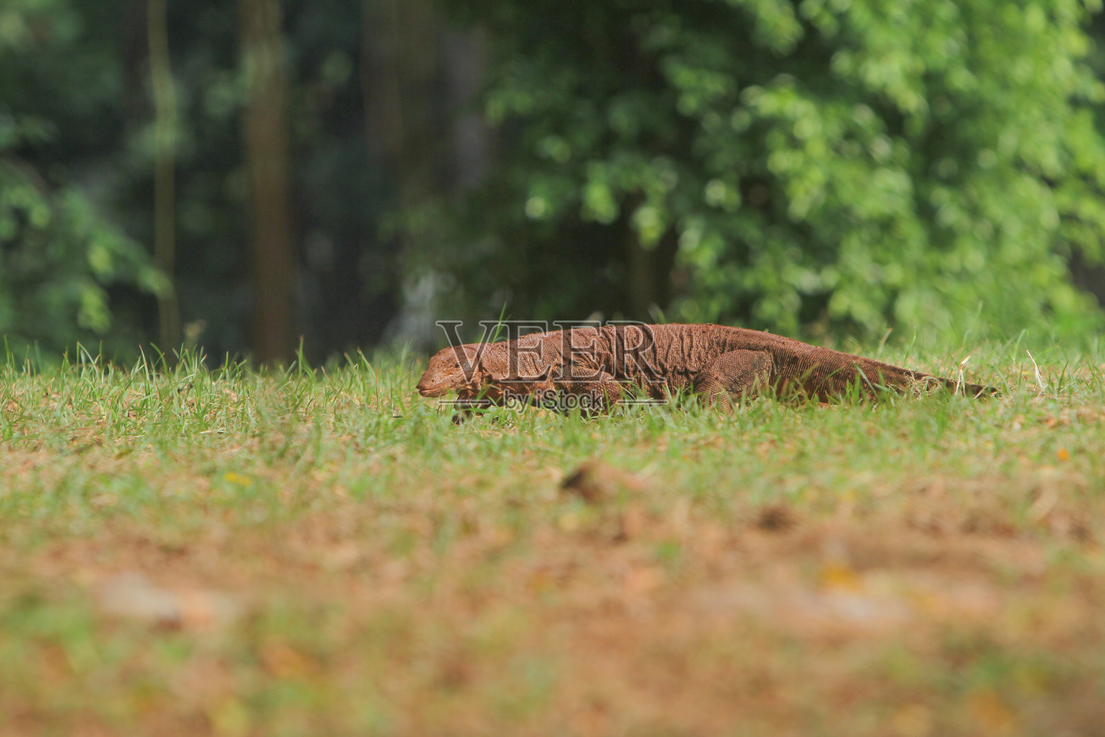 蜥蜴照片摄影图片