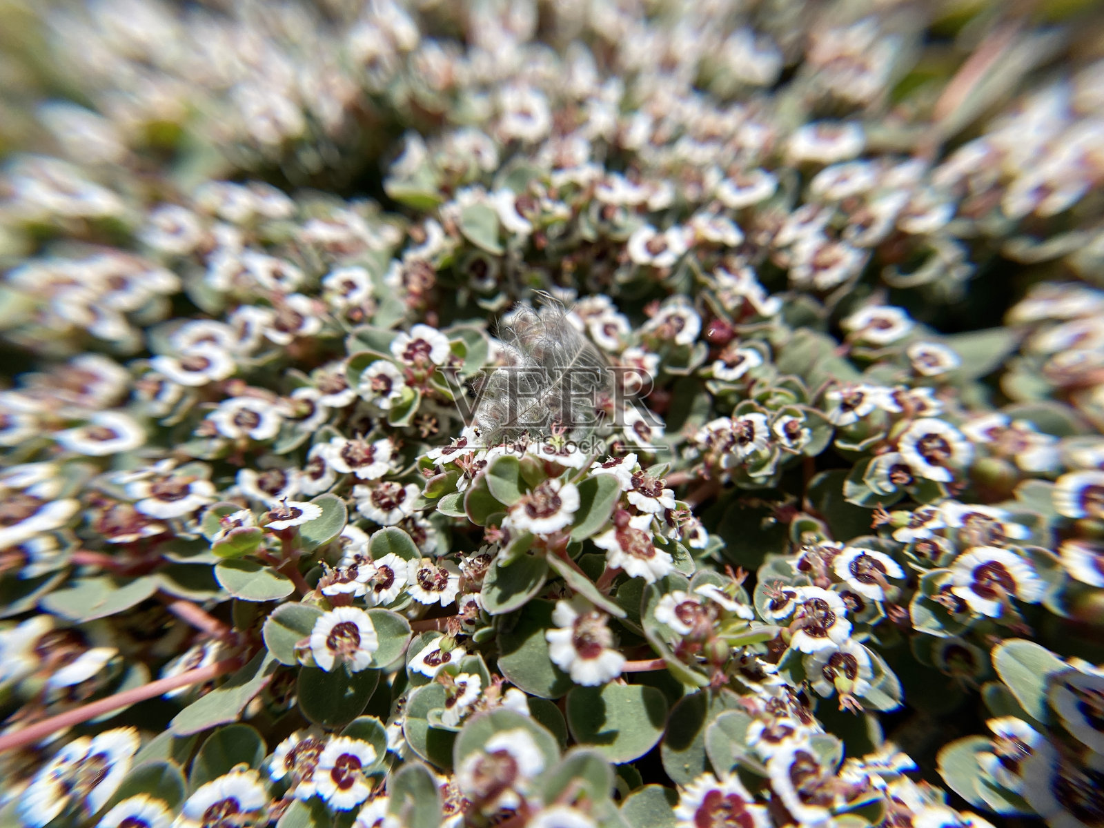 微距摄影——响尾蛇草(euphorbia albomarginata)低矮的花朵是刺花科的一员。照片摄影图片