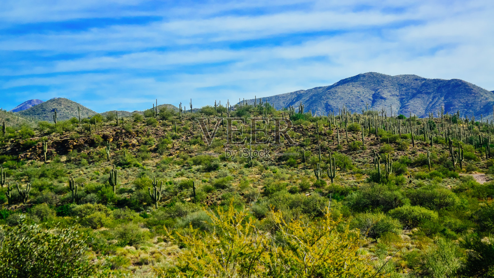 三个巨大的仙人掌(Carnegiea gigantea),巨大的仙人掌丛林在亚利桑那州的石头沙漠照片摄影图片