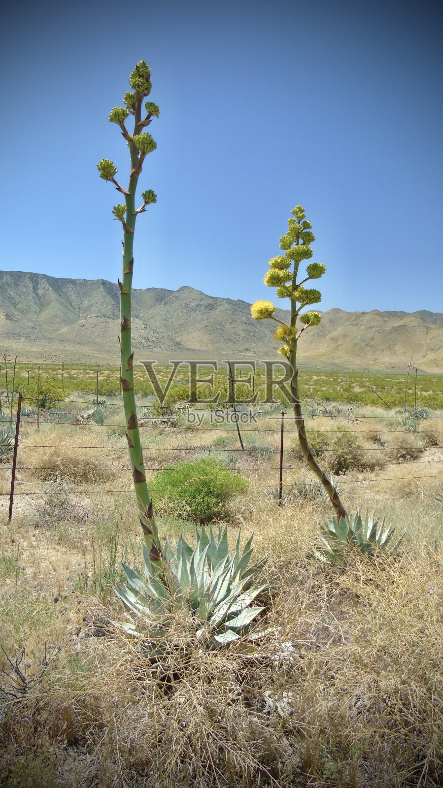 两个高大的黄色开花龙舌兰世纪植物(龙舌兰美洲)生长在索诺兰沙漠的沙子。照片摄影图片