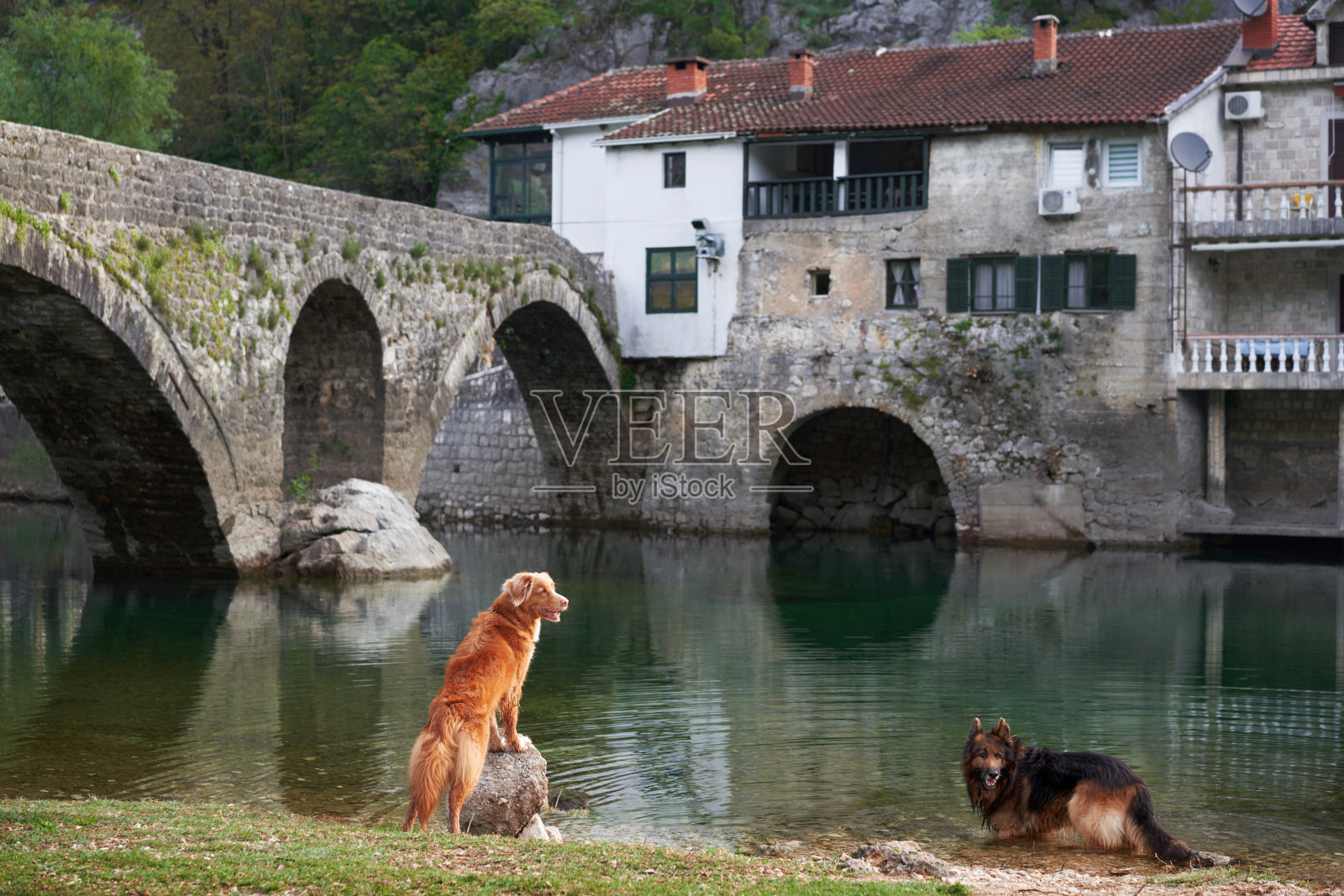 一只新斯科舍省鸭鸣猎犬和一只德国牧羊犬在石桥旁照片摄影图片