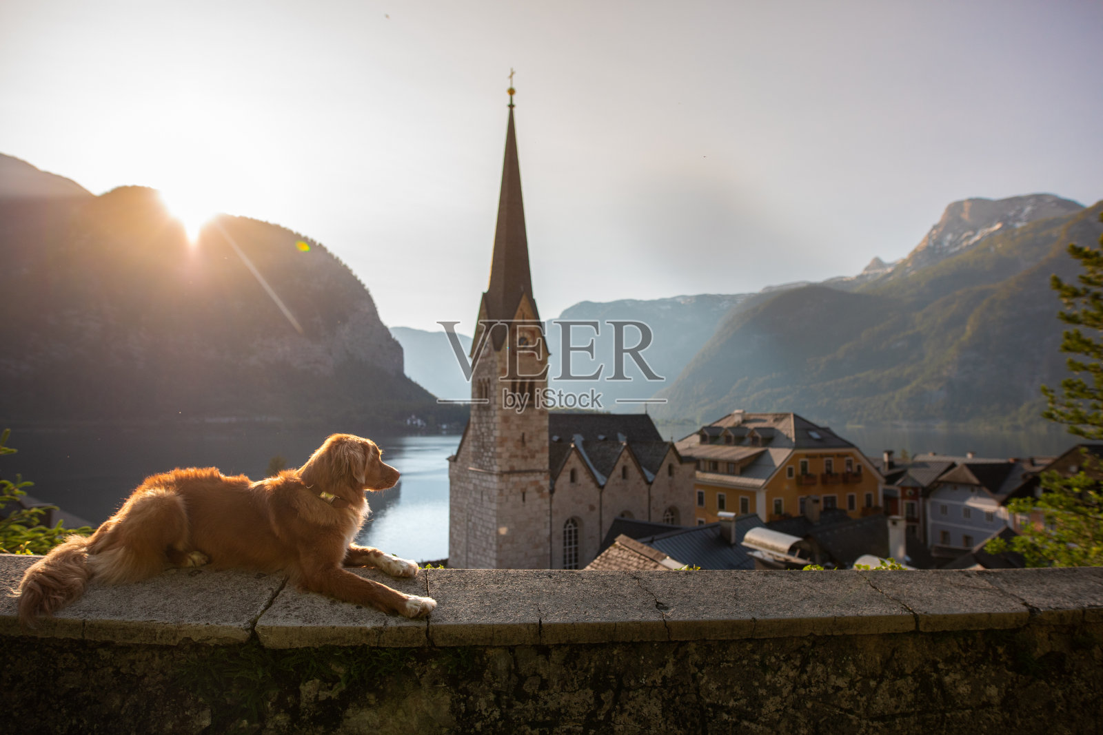 这张照片拍摄了一只放松的狗狗在欣赏古镇的美景照片摄影图片