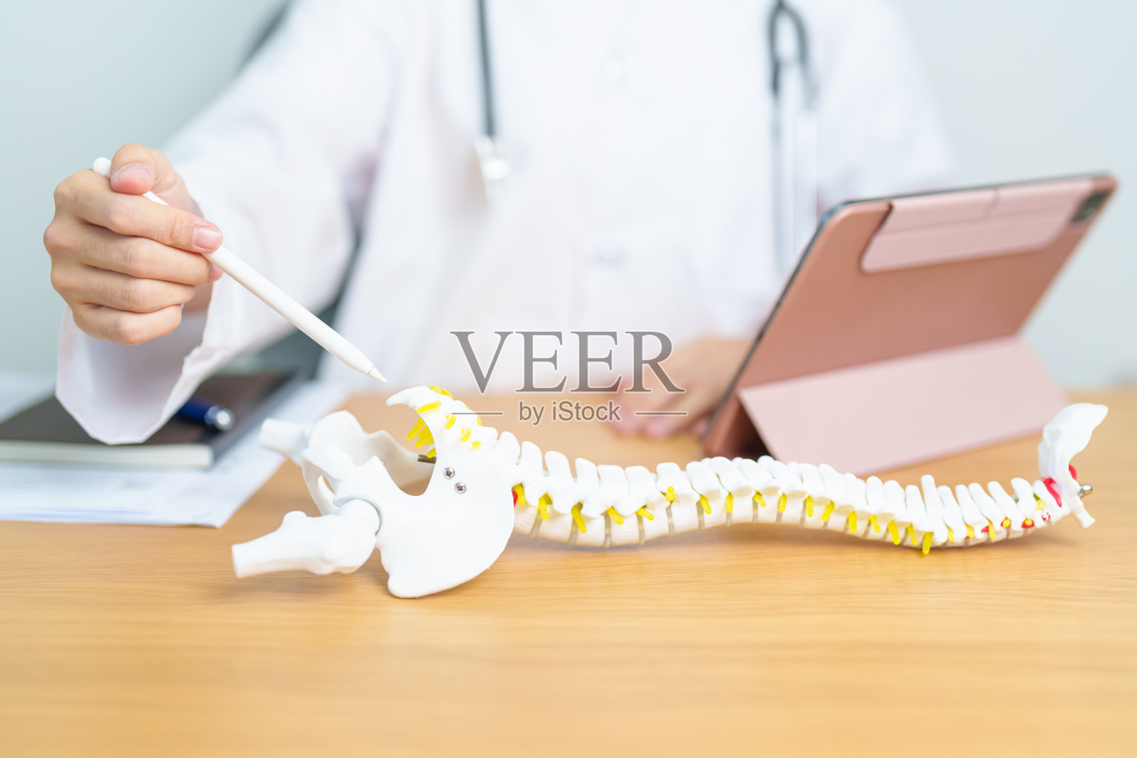 医生与人体脊柱解剖模型。脊髓紊乱和疾病,背痛,腰椎,骶骨骨盆,颈椎,胸椎,尾骨,骨科,脊椎按摩,办公室综合症和健康照片摄影图片