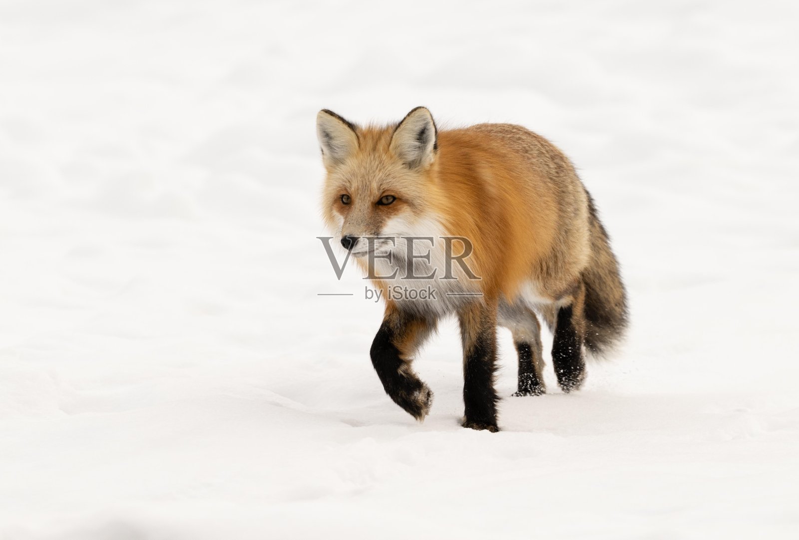 红狐穿行在雪地里打猎。照片摄影图片