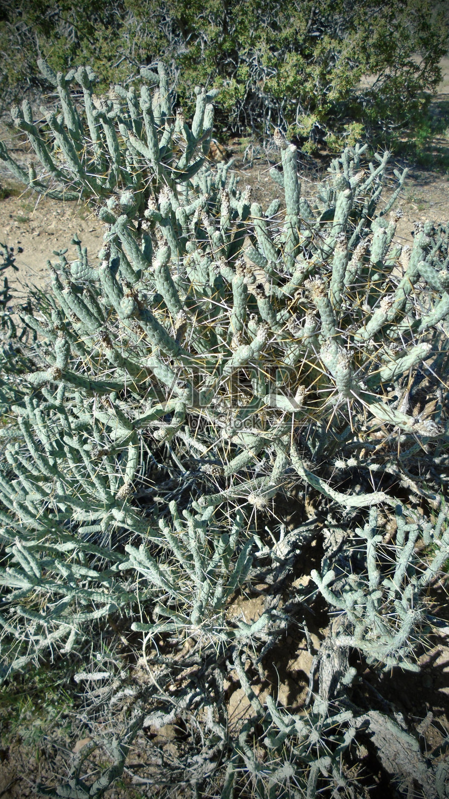 枝状铅笔草(圆筒状铅笔草)生长在南加州的索诺兰沙漠。照片摄影图片