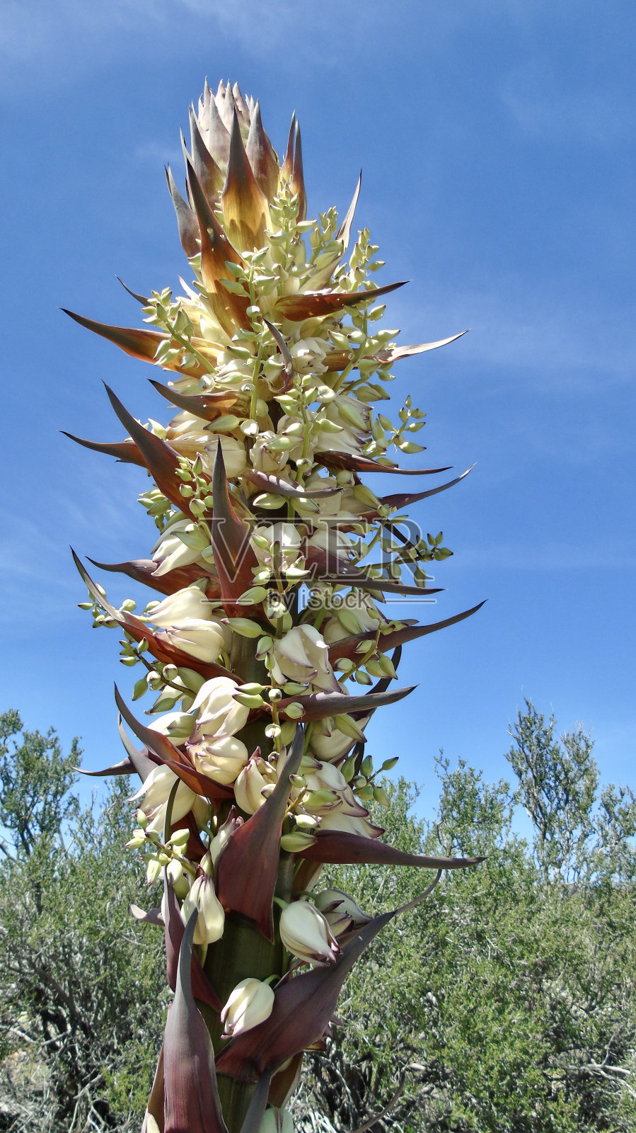 在索诺兰沙漠的干旱气候中,龙舌兰植物(美洲龙舌兰)的尖花穗开始开放。照片摄影图片