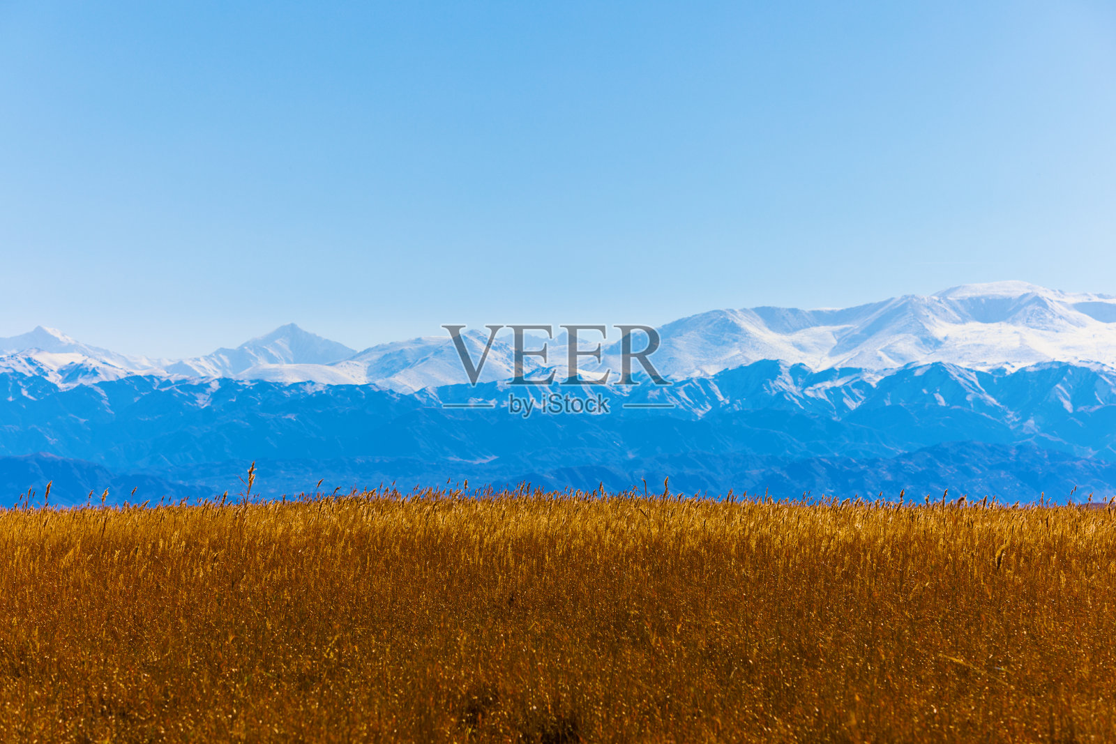 高高的干黄的草地在山前的秋日午后阳光明媚照片摄影图片