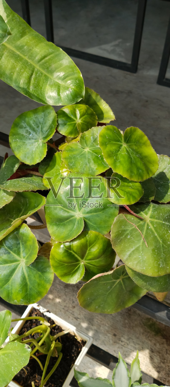 海棠属植物照片摄影图片