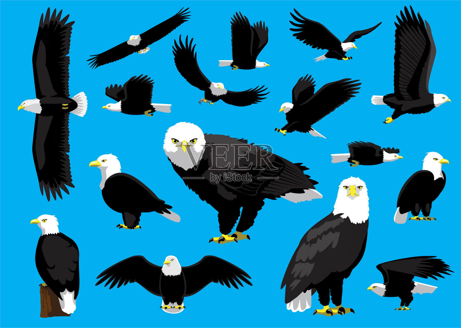 秃鹰飞行站立的脸看卡通矢量插图插画图片素材