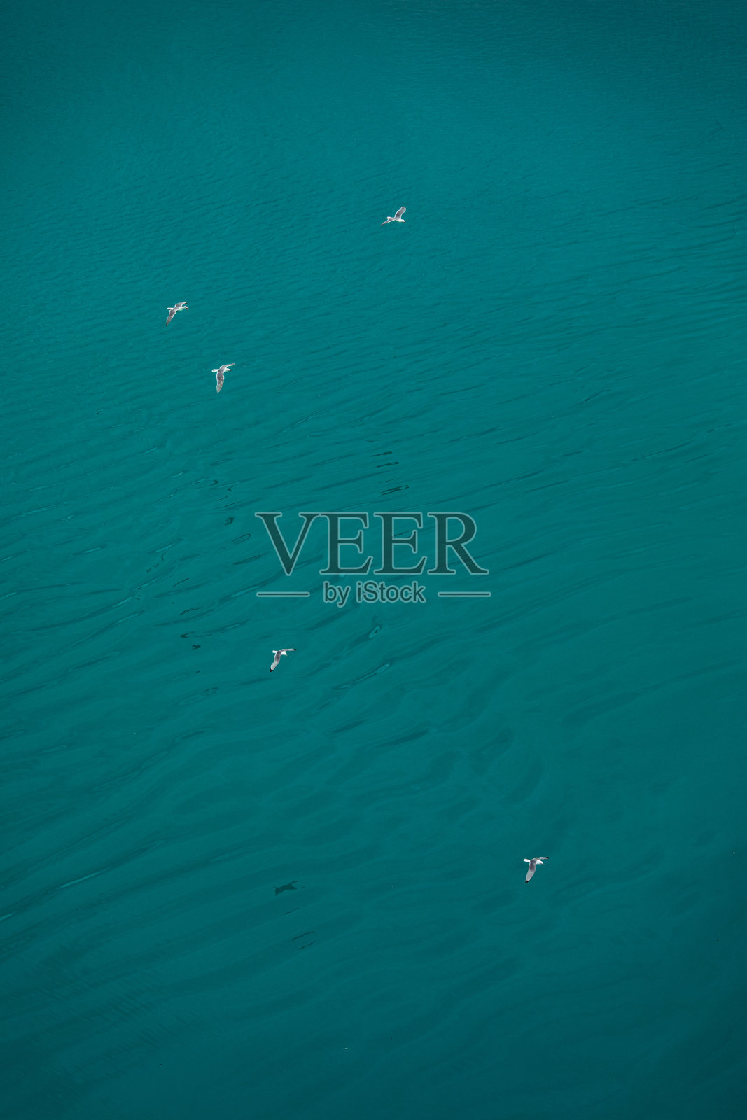 海鸥在阿拉斯加冰冷的蓝色海面上飞翔照片摄影图片